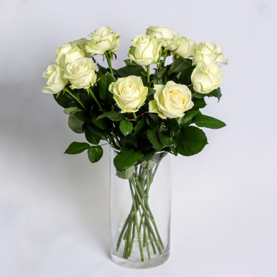 Ruža biela Standard 60cm 1ks