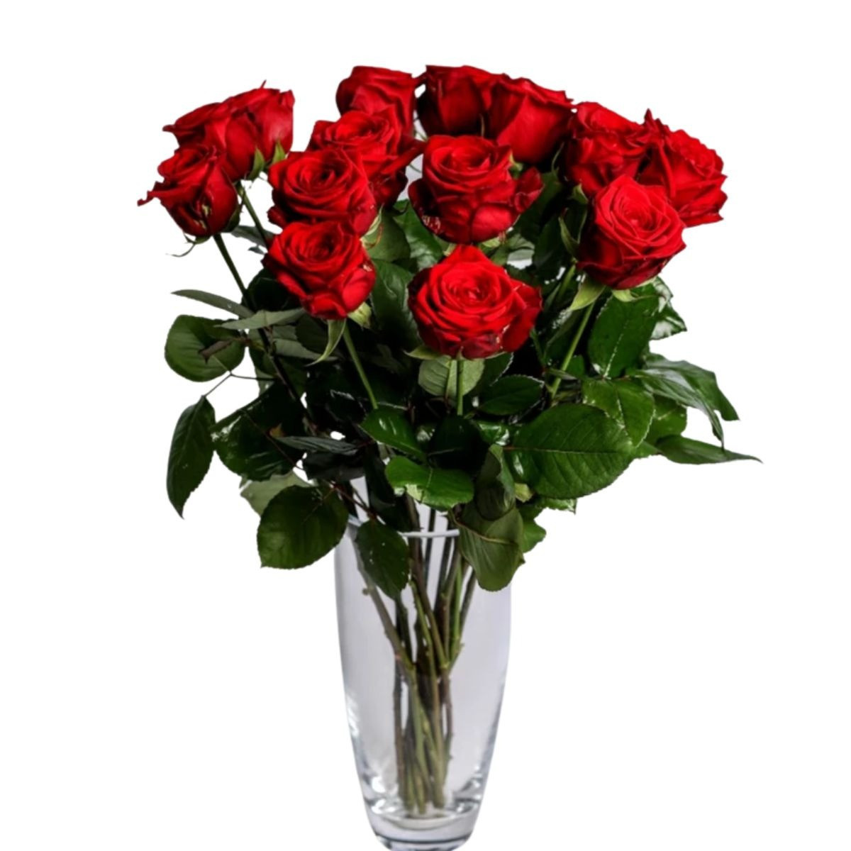 Ruža červená Standard 70cm 1ks