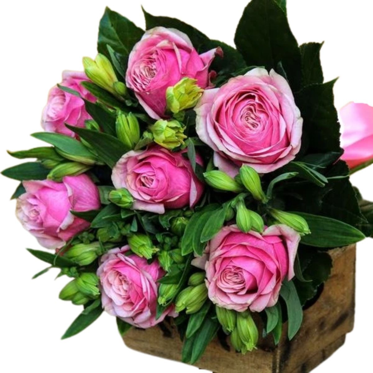 Kytica Lady pink