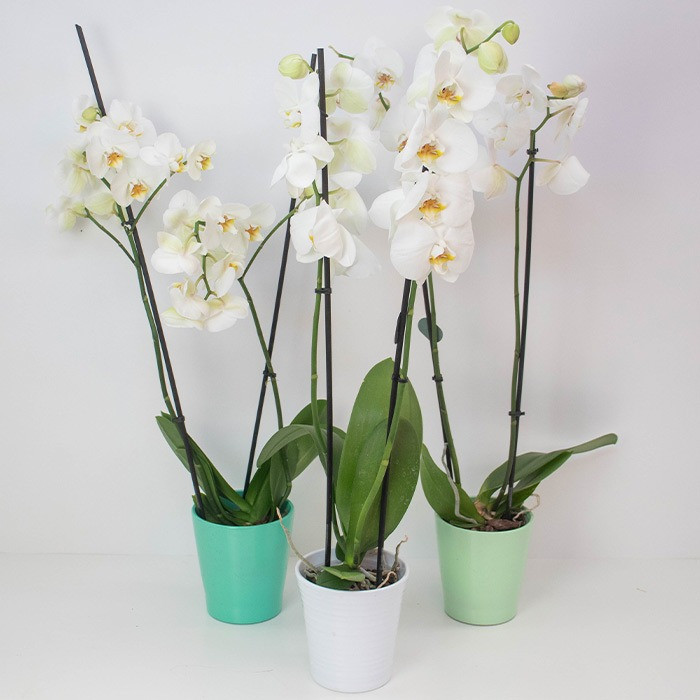 Črepníková orchidea s kochlíkom - biela
