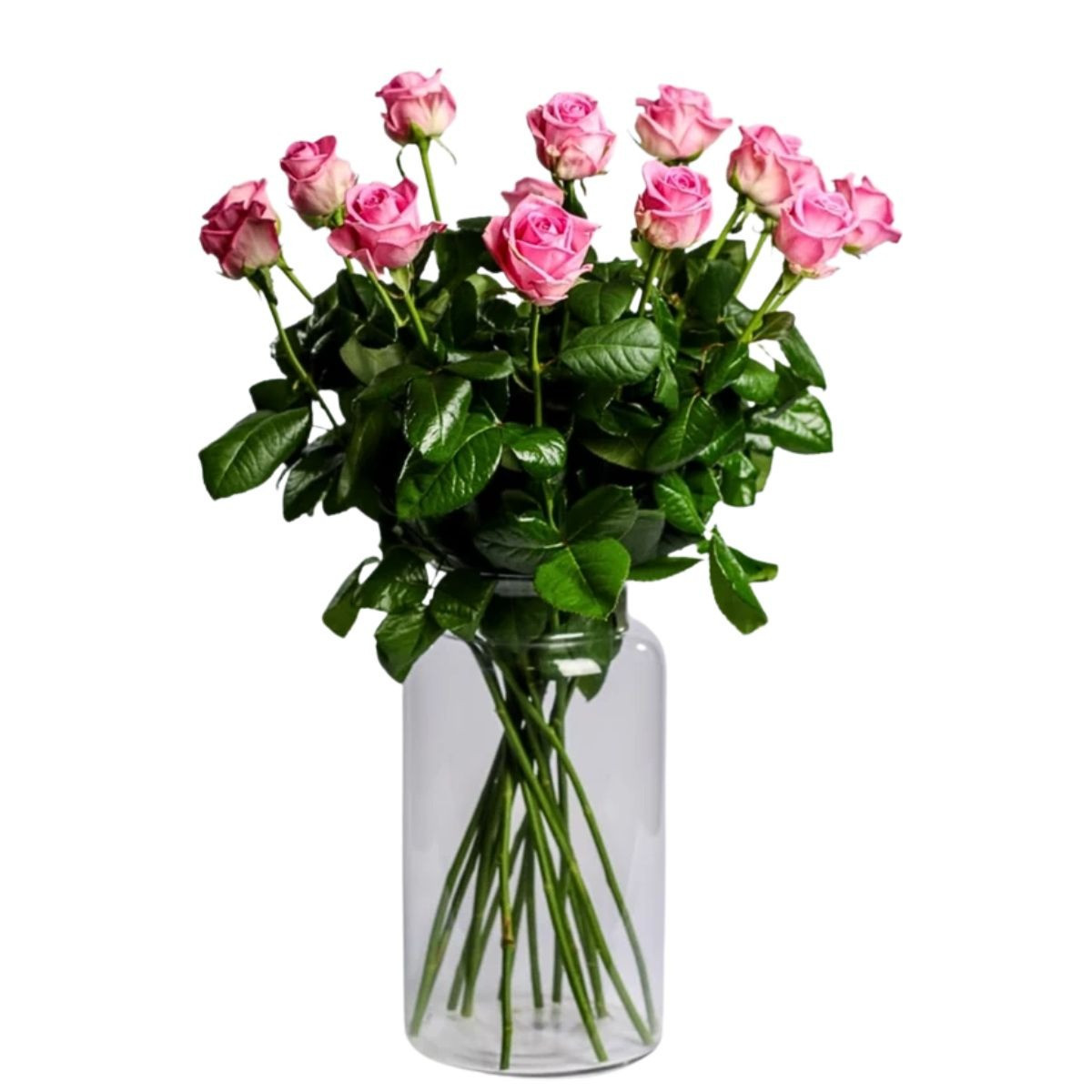 Ruža ružová Standard 70cm 1ks