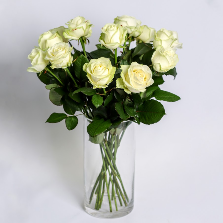 Ruža biela Standard 70cm 1ks